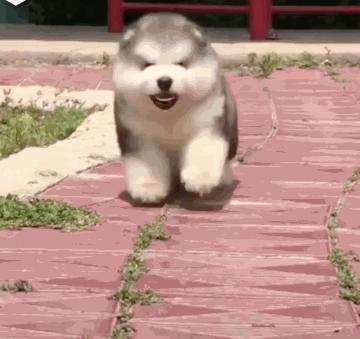 夏季狗狗晒黑怎么办（宠物家长必看，科学防晒让狗狗舒适度过夏季）