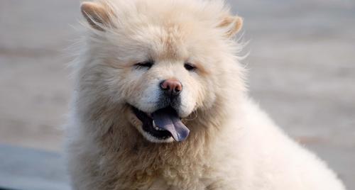 夏季饲养松狮犬的注意事项（以宠物为主，让松狮犬度过舒适夏季）