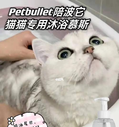 如何正确给宠物猫咪洗澡（注意事项、步骤和工具、常见问题）