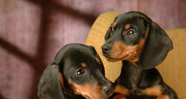 如何养护腊肠犬（关注健康从宠物生活习惯开始）