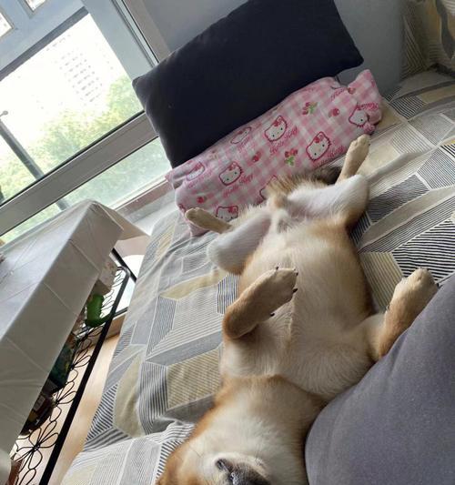 小狗为何每天都在睡觉？（宠物睡眠需要及睡眠时间分析）