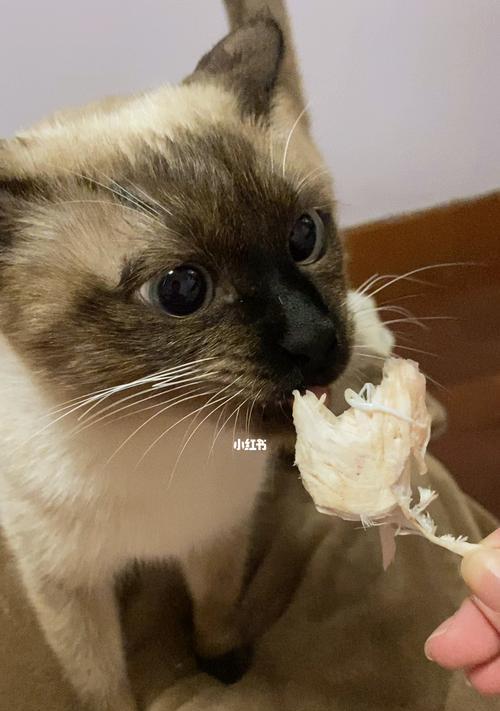 小猫咪的饮食宜忌（宠物猫能否吃鸡肉？正确的喂养方法你知道吗？）