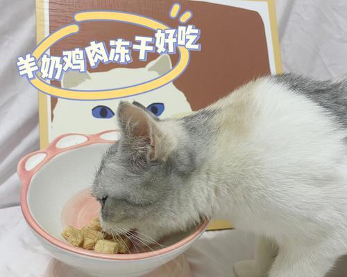 小猫咪的饮食宜忌（宠物猫能否吃鸡肉？正确的喂养方法你知道吗？）