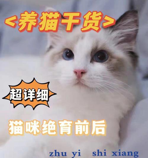 养猫指南——小猫饲养的注意事项（从饮食到卫生，全方位照顾你的小猫）