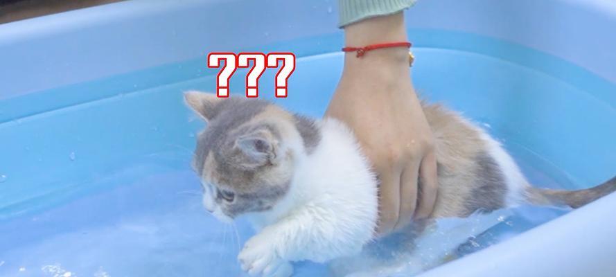宠物小猫洗澡注意事项（如何给小猫洗澡？小猫洗澡常见误区和注意点）