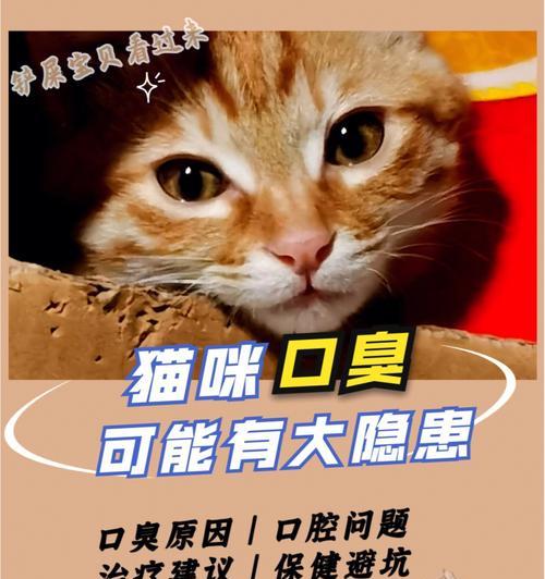 猫咪口臭原因及治疗方法剖析（宠物健康指南）