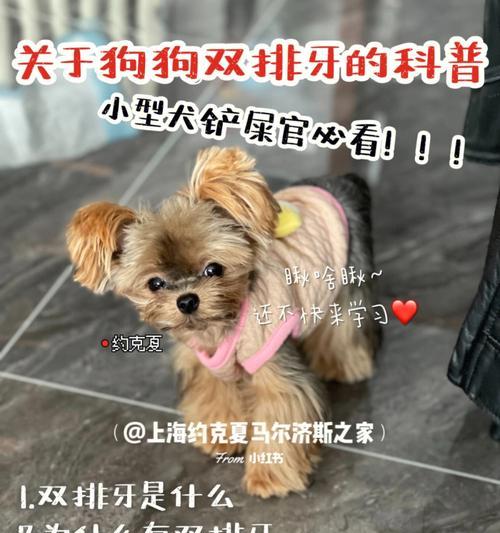 如何保护小型犬的牙齿健康（宠物养护知识，从牙齿健康开始）