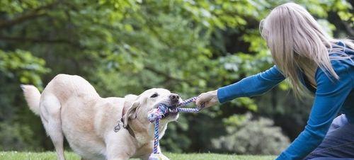 如何保护小型犬的牙齿健康（宠物养护知识，从牙齿健康开始）