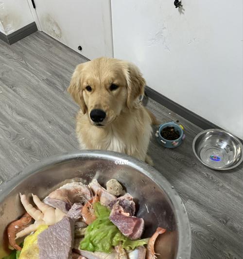 如何为新购金毛幼犬制定健康食谱？（从营养需求到食品搭配，打造金毛幼犬最佳饮食计划。）