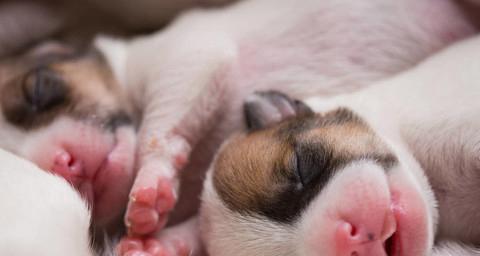 小犬喂养指南——从新生幼犬开始（幼犬喂养的注意事项，让宠物健康成长）