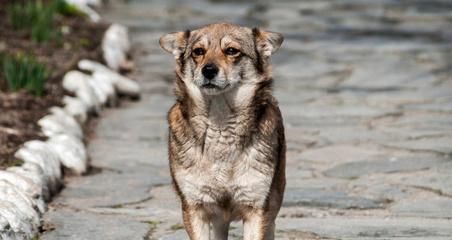 雪纳瑞犬牙齿的专业护理（宠物也需要定期洁牙，让它们远离口臭与疾病）