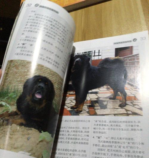 训练藏獒的注意事项（培养优秀宠物犬，从小开始）