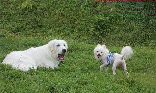 如何训练大白熊犬趴下？（宠物训练技巧分享，让你的大白熊犬成为“乖宝宝”）