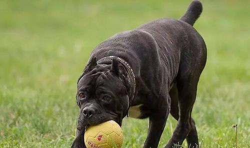 如何训练大型犬禁止扑陌生人？（以宠物为主，从小培养好习惯，提升社交能力）