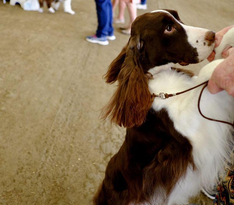 训练有素的宠物犬VS未经训练的宠物犬，谁更优秀？（探究训练对宠物犬的影响及其优越性）