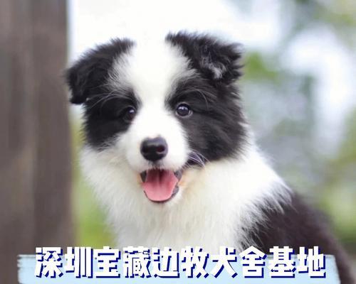 如何养护边境牧羊犬（为你的边境牧羊犬提供的生活环境）