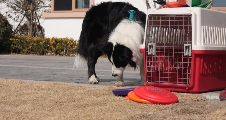 如何养护边境牧羊犬（为你的边境牧羊犬提供的生活环境）