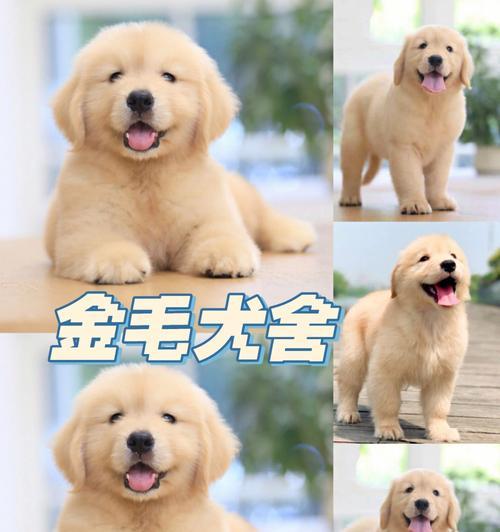 如何挑选适合养宠的金毛犬（以养宠专家为师，轻松掌握挑选技巧）