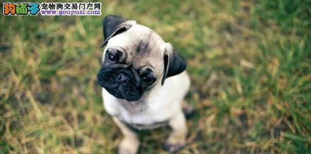 如何养护沙皮犬（注意事项、喂养、锻炼、训练、疾病预防、心理健康）