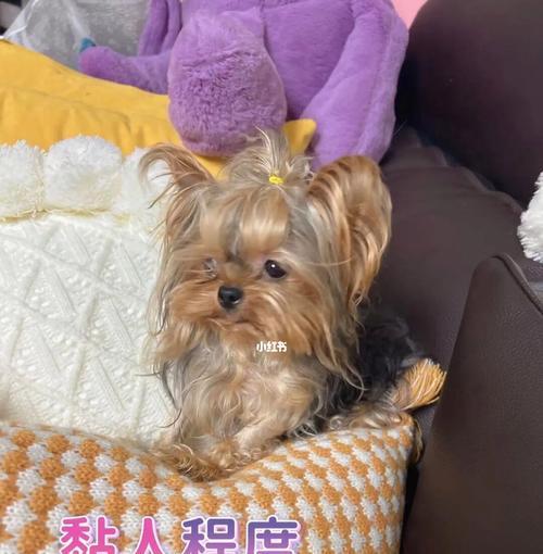 如何养护你的约克夏犬？（了解约克夏犬的特点和饲养技巧）