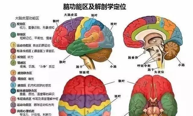 应对藏獒脱毛症的有效方法（宠物狗的皮肤问题应该如何处理？）