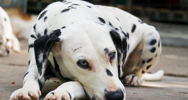 如何为新生幼犬保暖？（注意幼犬的温度、衣物选择和室内环境）