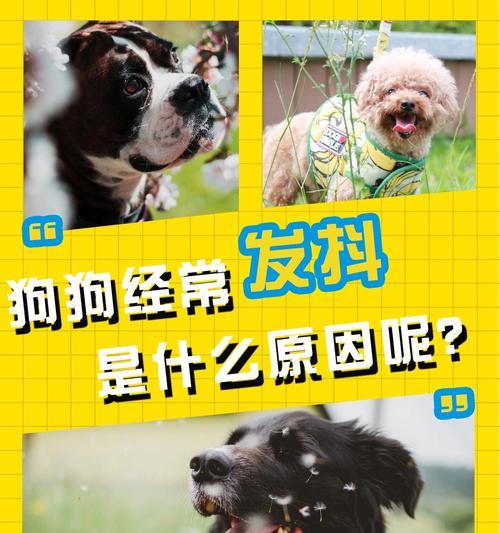 银狐犬为什么经常发抖？（探究发抖原因及解决方法）