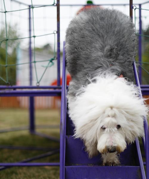 探秘英国古代牧羊犬的欧洲标准（以宠物为主的英国古代牧羊犬养护指南）