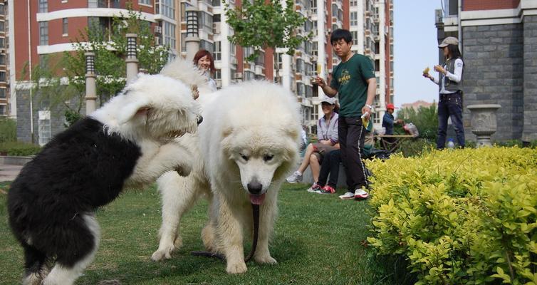 探秘英国古代牧羊犬的欧洲标准（以宠物为主的英国古代牧羊犬养护指南）