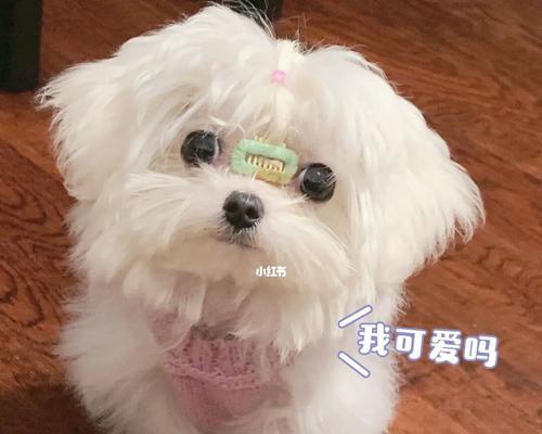 影响马尔济斯犬寿命的原因（探究马尔济斯犬健康的关键因素）