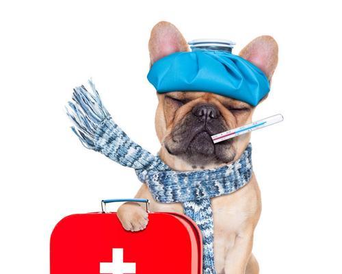 狗血流不止的应急处理方法（如何救助遭受狗咬伤宠物？）