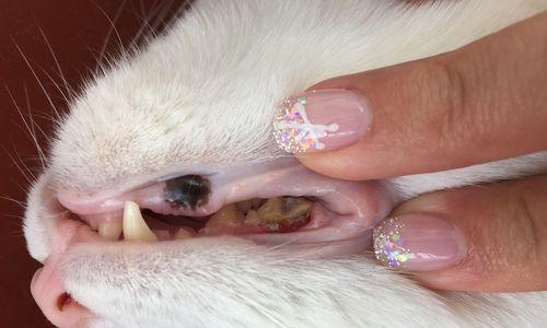 猫咪刷牙的重要性——从有牙结石的角度分析（揭秘猫咪口腔健康的关键，提高主人保健意识）