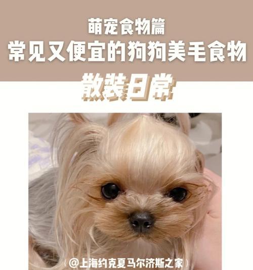 如何进行约克夏犬的大小便训练？（掌握方法，让约克夏犬变成完美宠物）