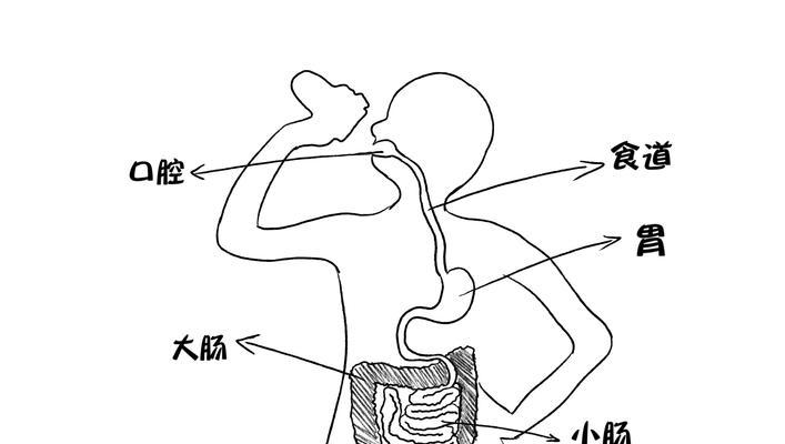 约克夏犬误食异物怎么办？（宠物主人必读的应急指南）