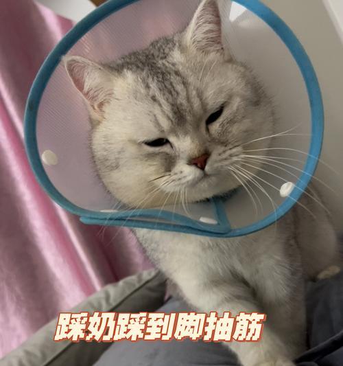 猫咪绝育后的护理指南（让你的爱宠恢复健康的关键步骤）