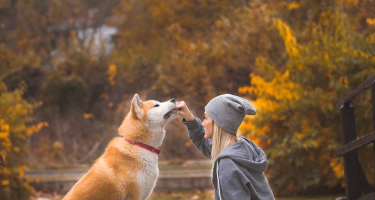 早早训练你的小秋田犬，让你的宠物更优秀（培养秋田犬出色品质，与你相伴一生）