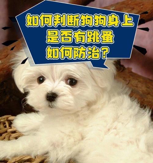 宠物犬如何免受跳蚤侵扰（掌握清洁、预防和治疗技巧）