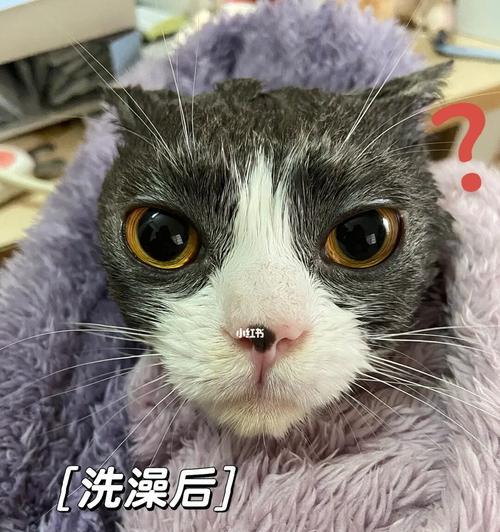 让你的猫咪爱上洗澡的小技巧（如何帮助不喜欢水的猫咪洗澡）