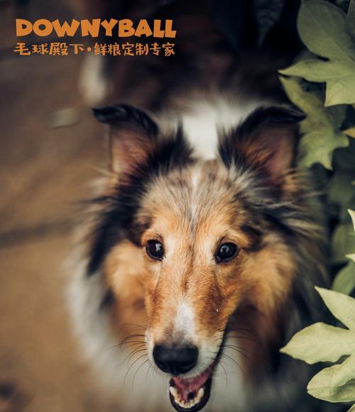 如何正确给苏格兰牧羊犬泡狗粮（宠物饮食健康从泡狗粮开始，）