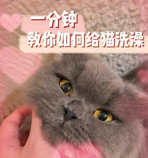 让宠物猫咪洗澡变得简单易行的方法（家里的小萌猫也能享受清爽洗澡！）