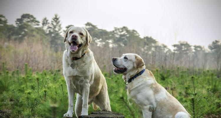 如何科学训练你的拉布拉多犬（宠物狗教育的秘诀与技巧）