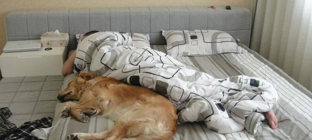 如何训练狗狗睡它自己的床（轻松让你的宠物改掉在床上睡觉的习惯）