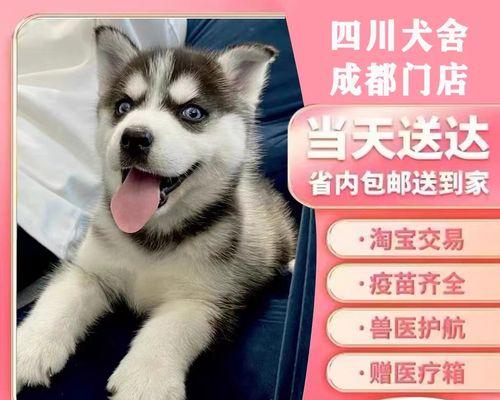 训练哈士奇幼犬大小便的技巧（如何使你的哈士奇幼犬养成良好的大小便习惯？）