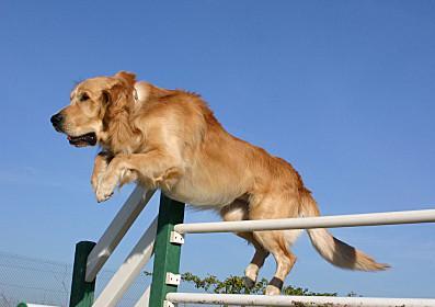 如何训练金毛猎犬成为听话的宠物？（培养金毛猎犬良好的行为习惯）