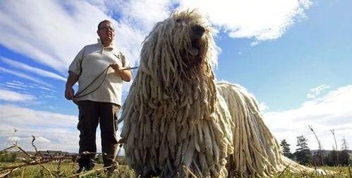 训练可蒙犬定点大小便的技巧（以宠物为主，用科学方法让你的狗狗变乖）