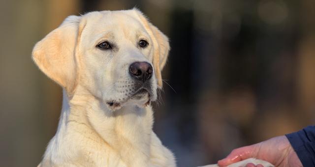 如何训练拉布拉多成为优秀的看家护院犬（宠物之路上，如何让拉布拉多成为守卫？）