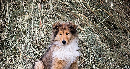 如何训练苏格兰牧羊犬握手？（以宠物为主，让你的苏格兰牧羊犬成为聪明的“绅士犬”！）