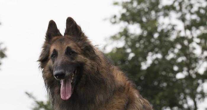 如何训练苏格兰牧羊犬握手？（以宠物为主，让你的苏格兰牧羊犬成为聪明的“绅士犬”！）