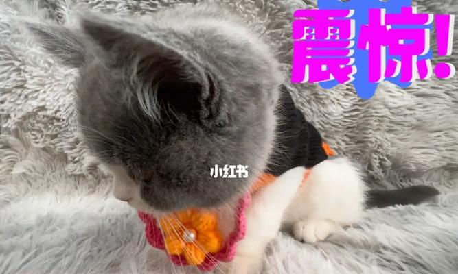 如何预防和治疗猫咪的耳螨？（从宠物健康角度出发，为您提供详细指导）