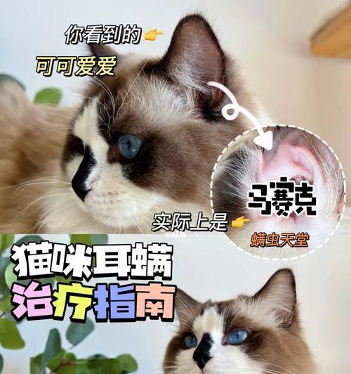 如何预防和治疗猫咪的耳螨？（从宠物健康角度出发，为您提供详细指导）